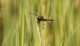 新闻早班车｜北京发现极度濒危物种低斑蜻